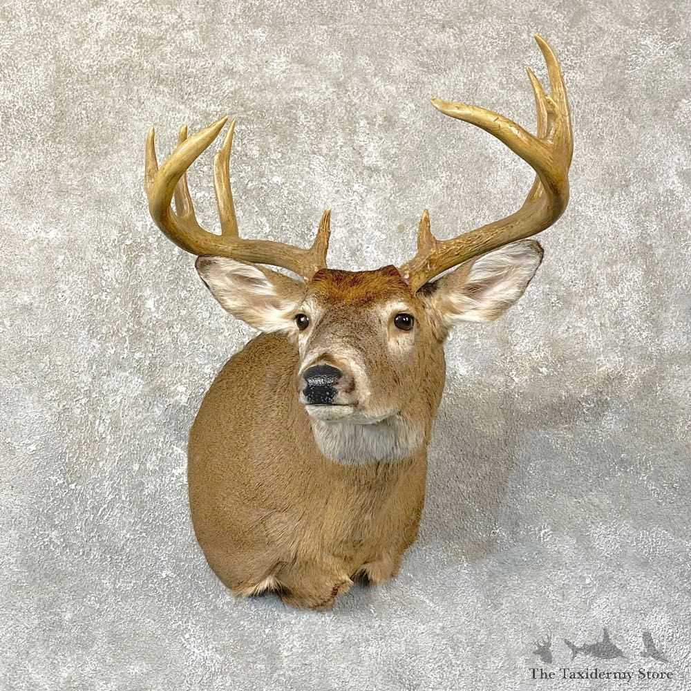 Whitetail Deer Shoulder Mount #25137 For Sale - The Taxidermy Store