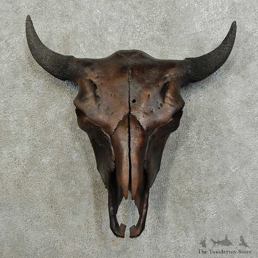 American Buffalo/Bison Skull Mount For Sale #16019 @ The Taxidermy Store