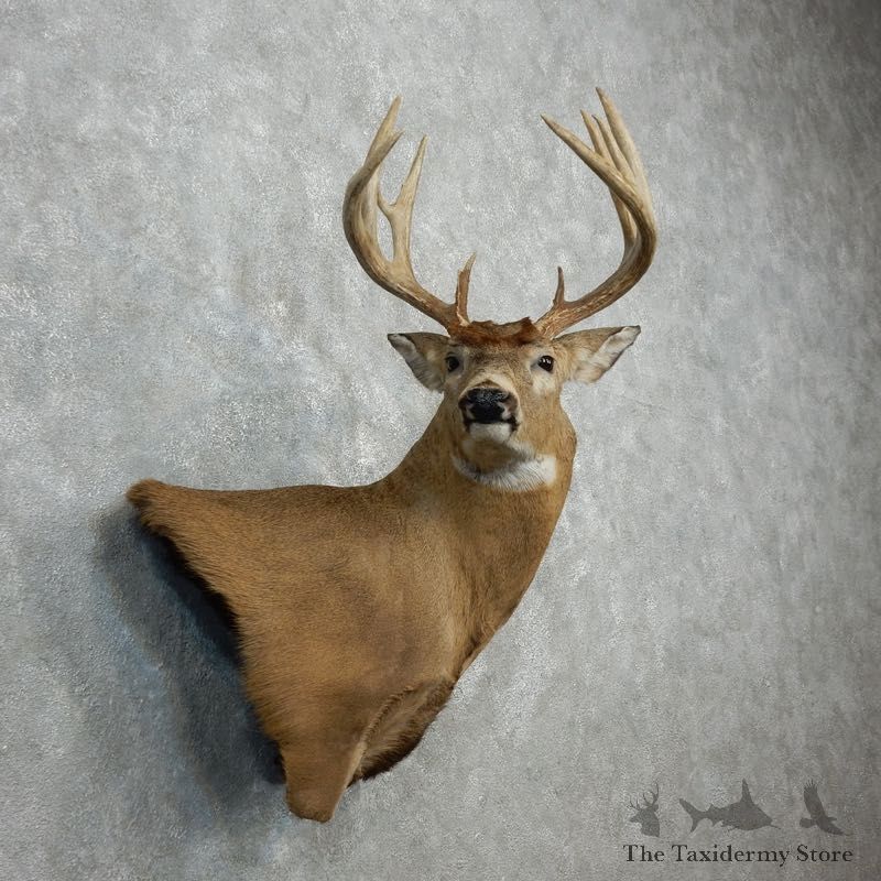 Whitetail Deer Shoulder Mount For Sale #18099 @ The Taxidermy Store