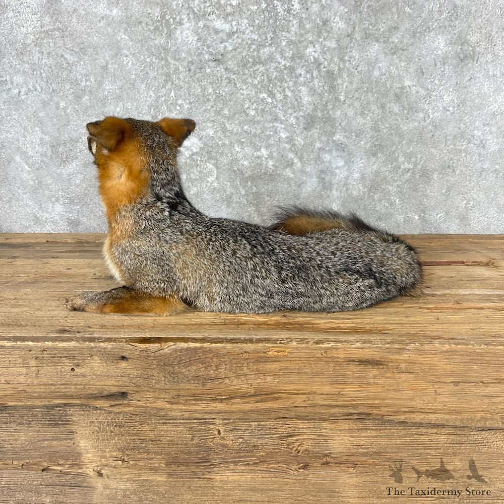 Grey Fox Life-Size Mount For Sale #26972 @ The Taxidermy Store