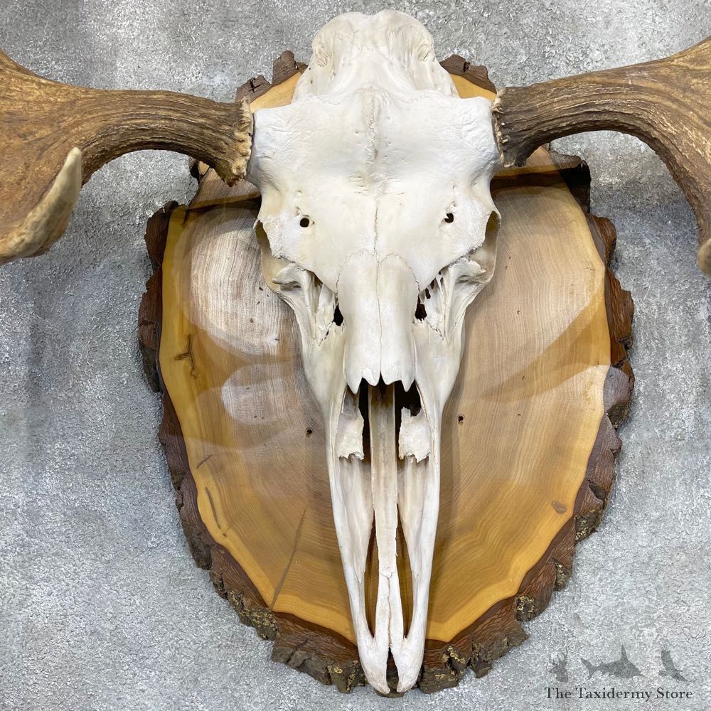 Canadian Moose Skull European Mount For Sale #24534 @ The Taxidermy Store