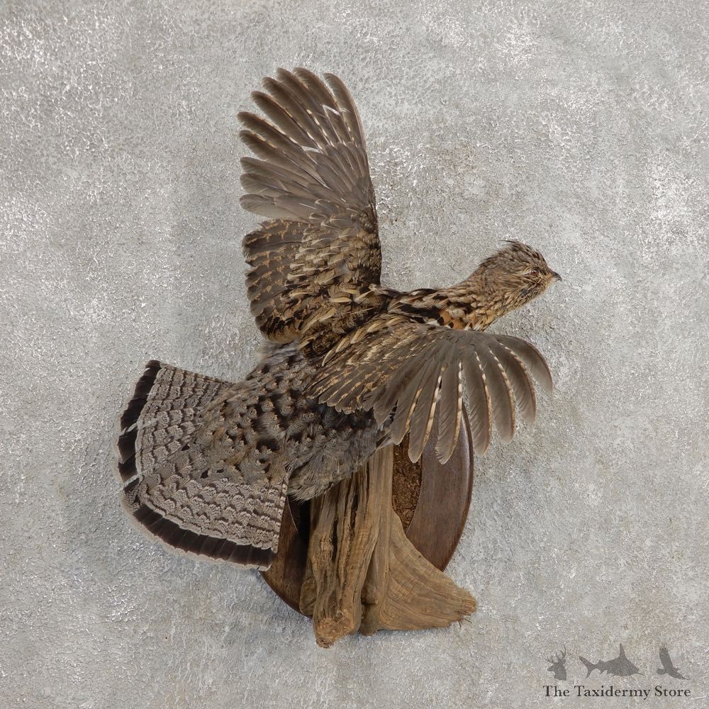 Ruffed Grouse Bird Mount For Sale #21263 @ The Taxidermy Store