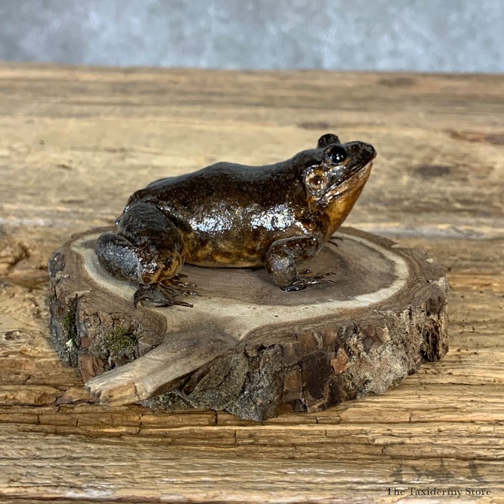 Bullfrog Taxidermy Mount For Sale #21380 @ The Taxidermy Store