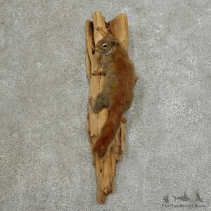 Red Squirrel Life-Size Mount For Sale #16856 @ The Taxidermy Store
