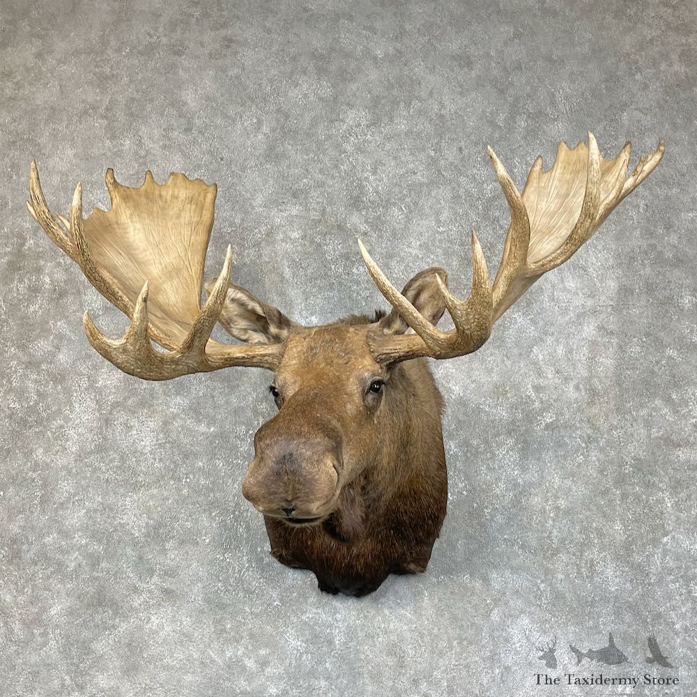 Alaskan Yukon Moose Taxidermy Shoulder Mount For Sale #25411 @ The Taxidermy Store
