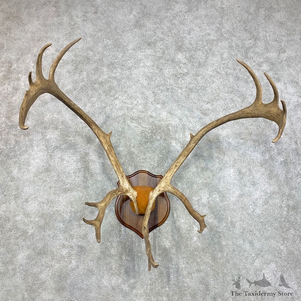 Caribou Plaque Taxidermy Mount For Sale #22295 @ The Taxidermy Store