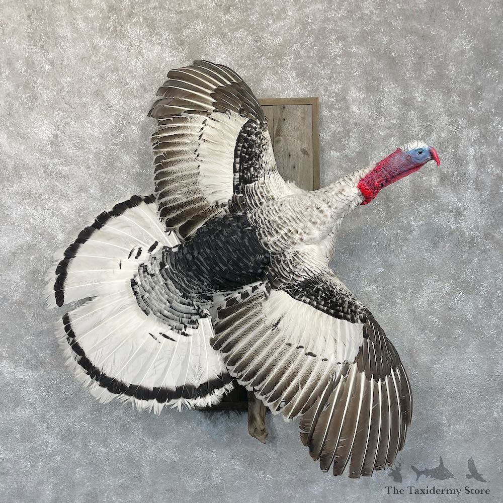 Royal Palm Turkey Bird Mount For Sale #28532 @ The Taxidermy Store
