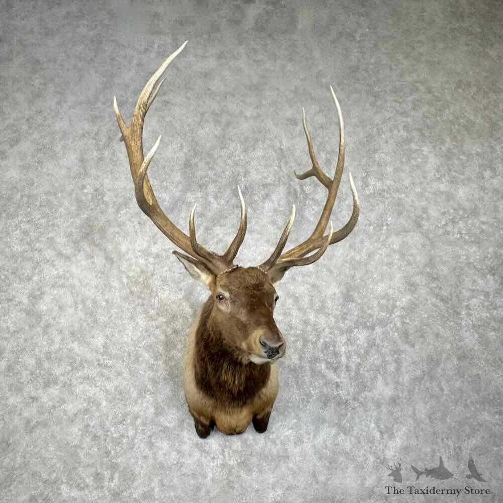 Rocky Mountain Elk Shoulder Mount For Sale #30656 @ The Taxidermy Store