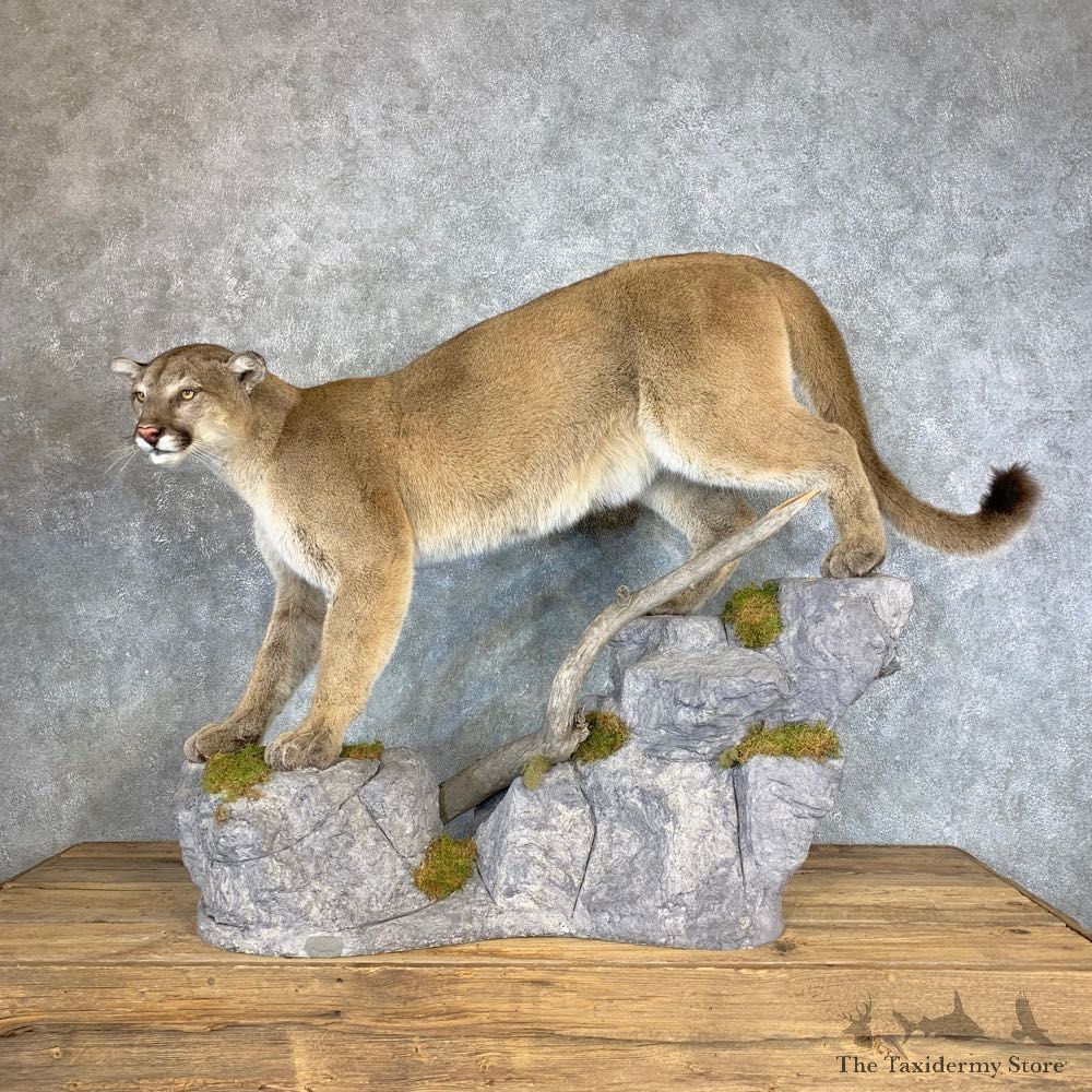Mountain Lion Life-Size Mount For Sale #22126 @ The Taxidermy Store