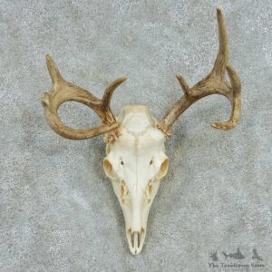 Whitetail Deer Skull & Antler European Mount #13530 For Sale @ The Taxidermy Store