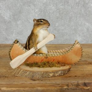 Canoe Chipmunk Novelty Mount For Sale #18181 @ The Taxidermy Store