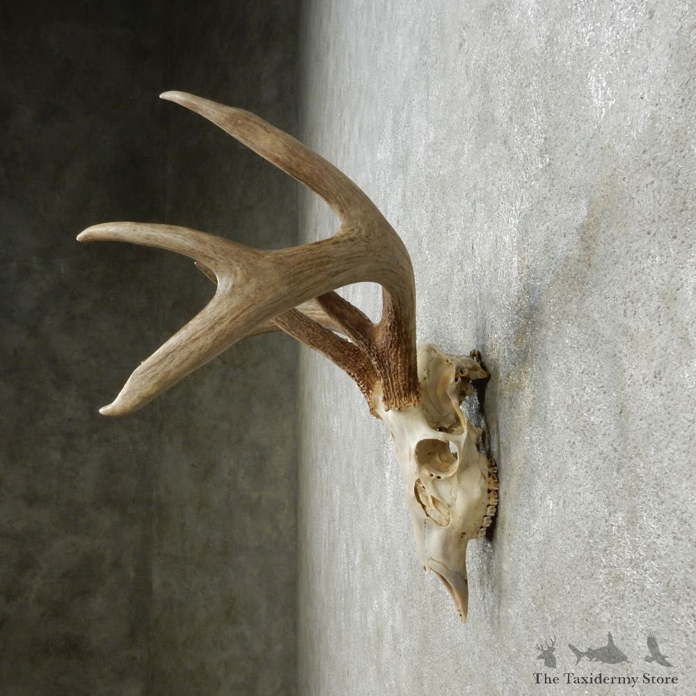 Whitetail Deer Skull European Mount For Sale #14769 @ The Taxidermy Store