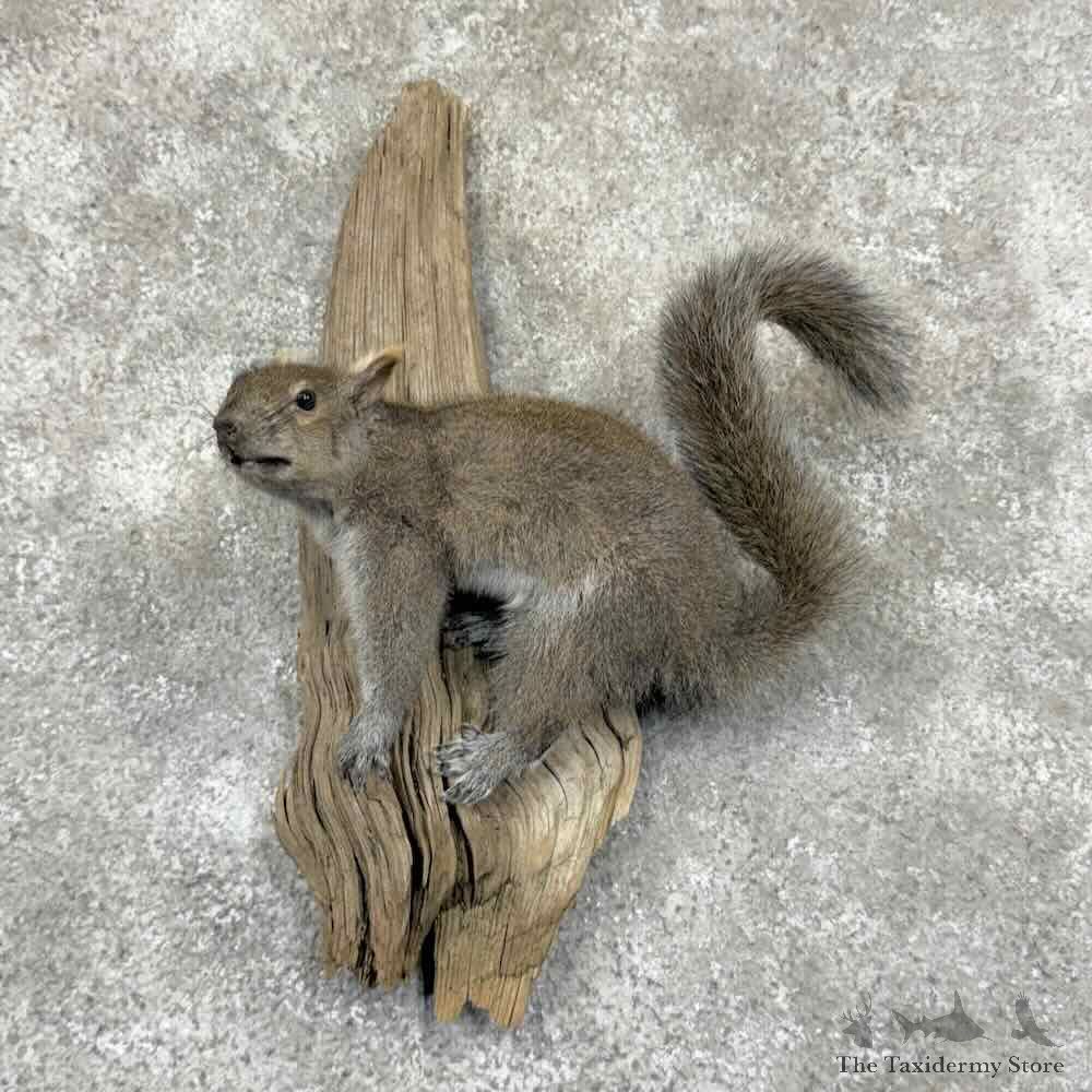 Grey Squirrel Life-Size Mount For Sale #31546 @ The Taxidermy Store