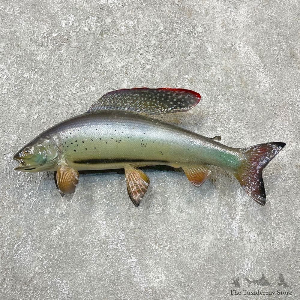 Arctic Grayling Fish Mount For Sale #24392 @ The Taxidermy Store