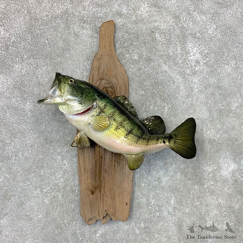 Largemouth Bass Fish Mount For Sale #22485 @ The Taxidermy Store