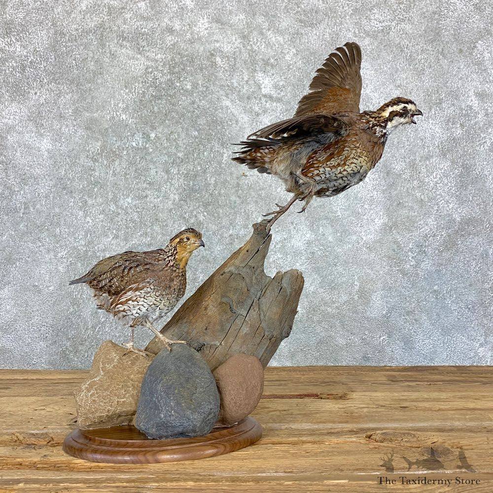 Bobwhite Quail Pair Bird Mount For Sale #22965 @ The Taxidermy Store