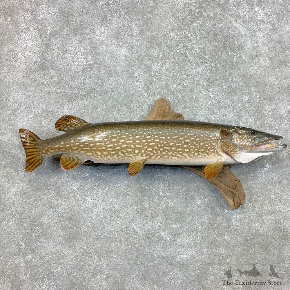 Northern Pike Fish Taxidermy Mount For Sale #23405 @ The Taxidermy Store