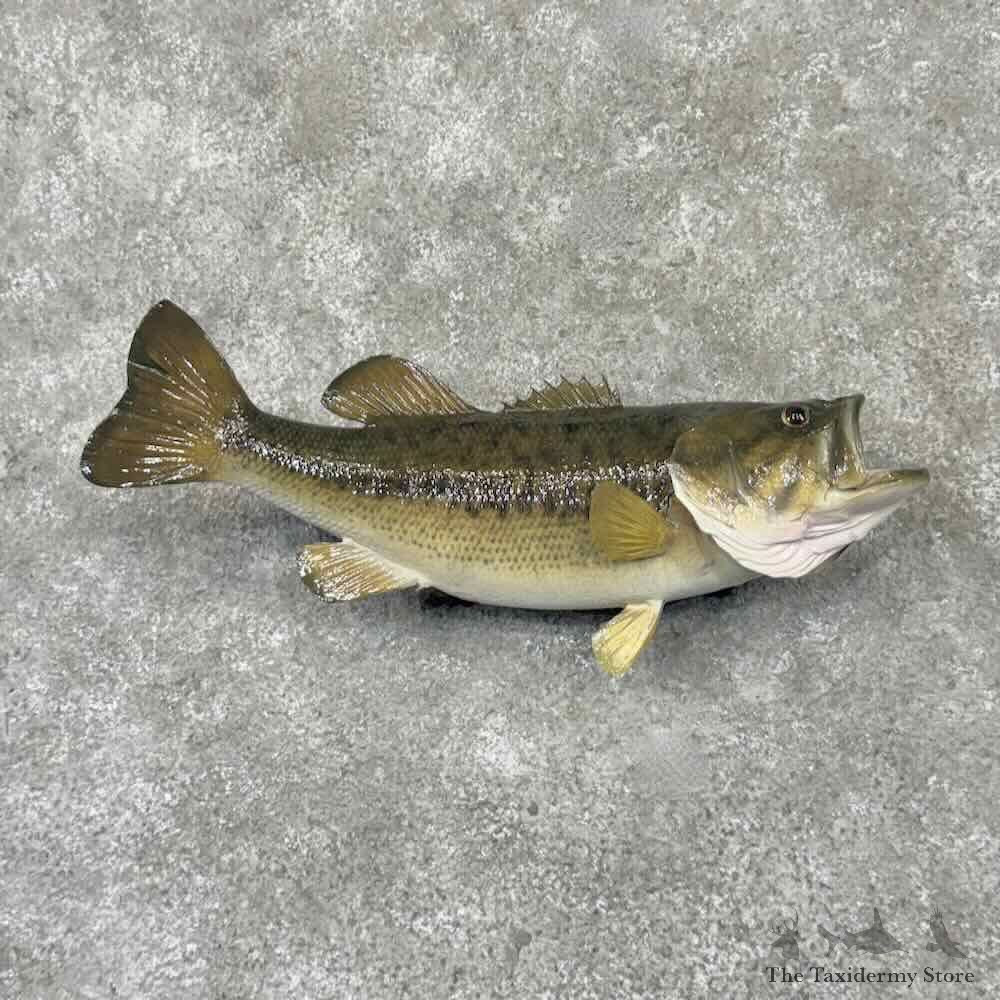 Largemouth Bass Fish Mount For Sale #32176 @ The Taxidermy Store