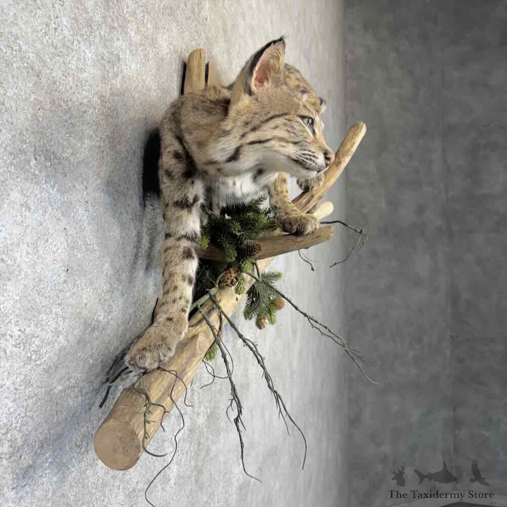 Bobcat Life Size Mount For Sale #32259 @ The Taxidermy Store