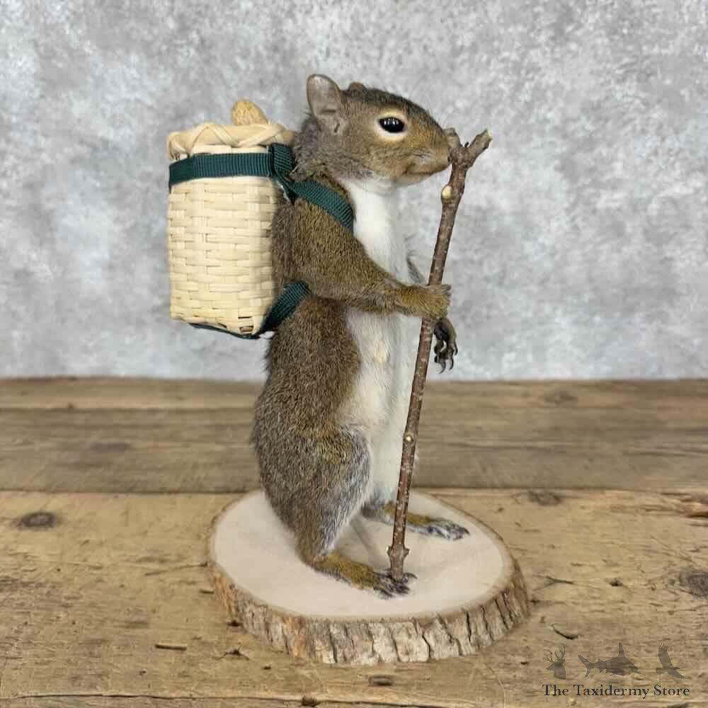 Hiking Squirrel Novelty Mount For Sale #30836 @ The Taxidermy Store