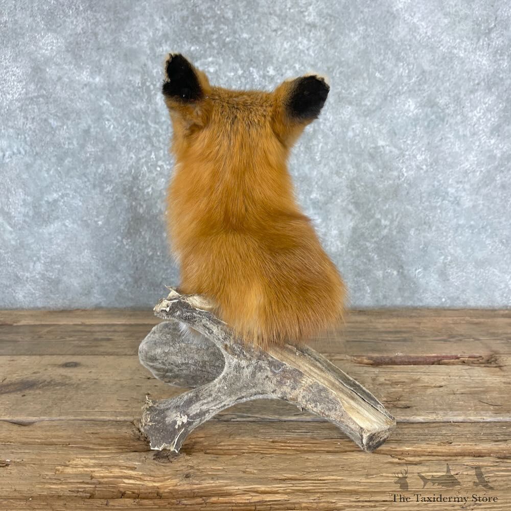 Red Fox Pedestal Mount For Sale #27372 @ The Taxidermy Store