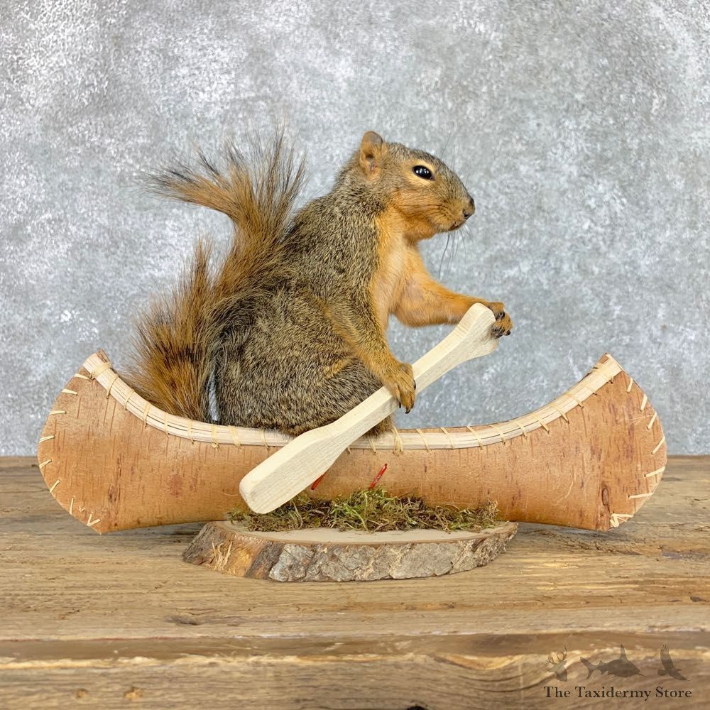Canoe Squirrel Novelty Mount For Sale #22421 @ The Taxidermy Store