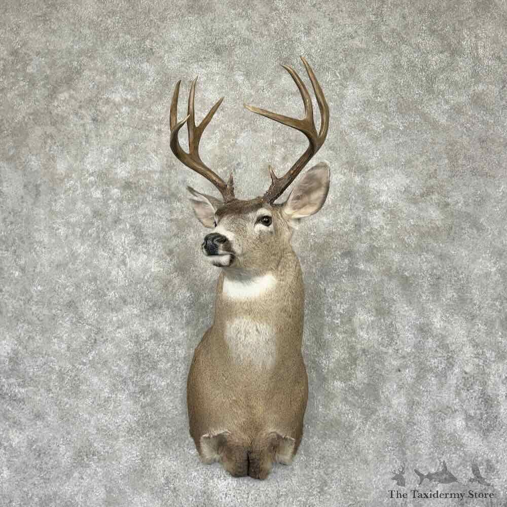 Columbia Blacktail Deer Shoulder Mount For Sale #31560 @ The Taxidermy Store