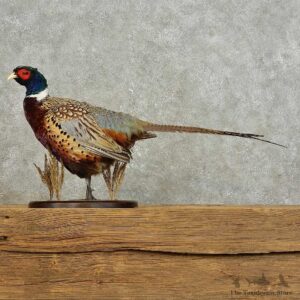 Ringneck Pheasant Bird Mount For Sale #15888 @ The Taxidermy StoreRingneck Pheasant Bird Mount For Sale #15888 @ The Taxidermy Store