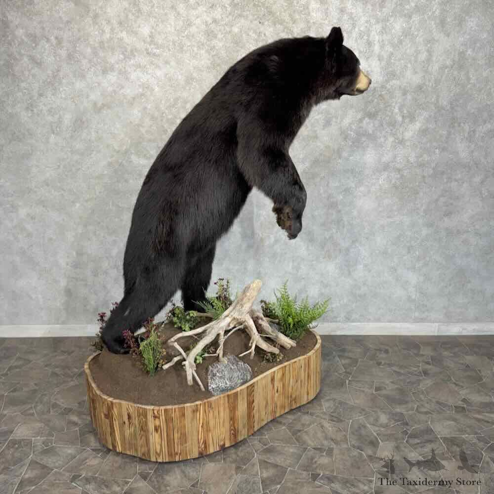 Black Bear Life Size Mount For Sale #31991 @ The Taxidermy Store