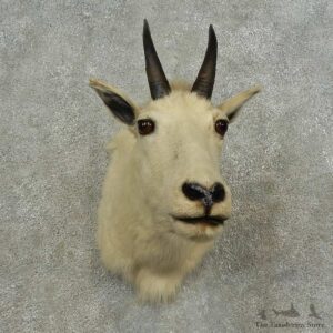 Mountain Goat Shoulder Mount For Sale #16728 @ The Taxidermy Store