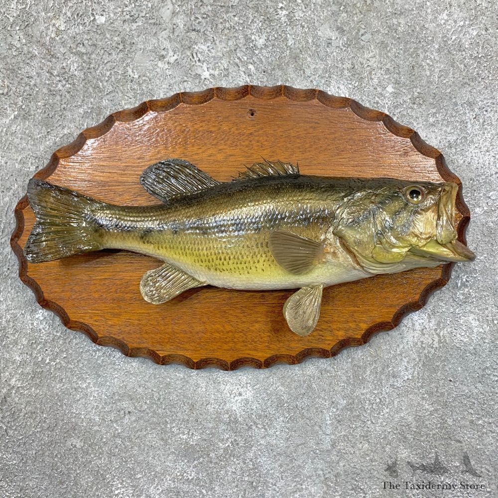 Largemouth Bass Fish Mount For Sale #23565 @ The Taxidermy Store