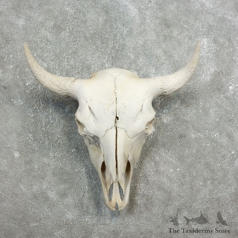 Buffalo Bison Skull Mount For Sale #17686 @ The Taxidermy Store
