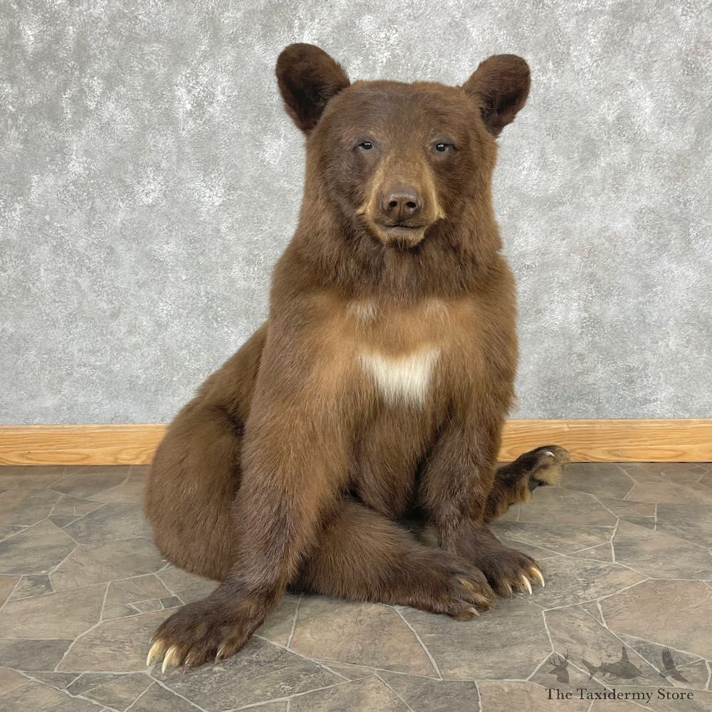 Cinnamon Phase Black Bear Life-Size Mount For Sale #26591 @ The Taxidermy Store
