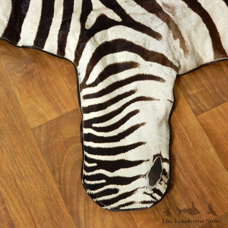 African Zebra Full-Size Taxidermy Rug For Sale #17855 @ The Taxidermy Store