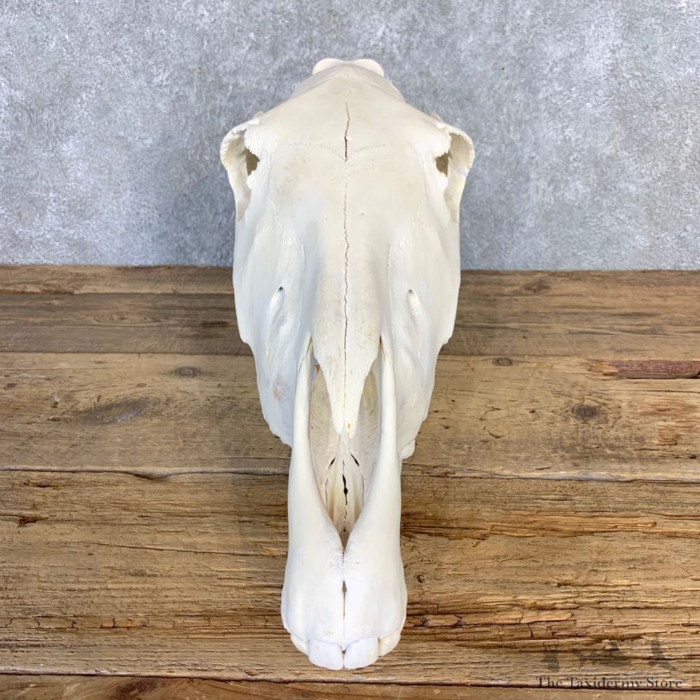 African Burchell's Zebra Skull Mount #21843 For Sale @ The Taxidermy Store