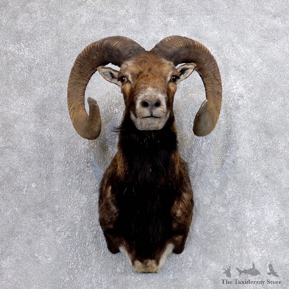 Corsican Ram Shoulder Mount For Sale #18616 @ The Taxidermy Store