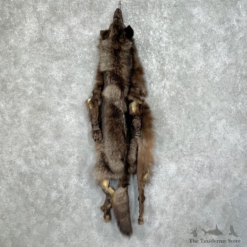 Black Alaskan Wolf Tanned Hide For Sale #25345 @ The Taxidermy Store