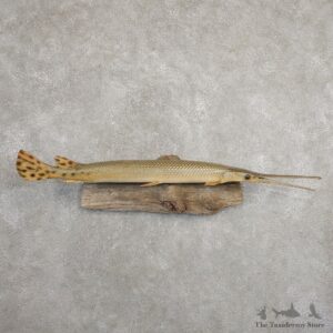Longnose Gar Fish Mount For Sale #20900 @ The Taxidermy Store