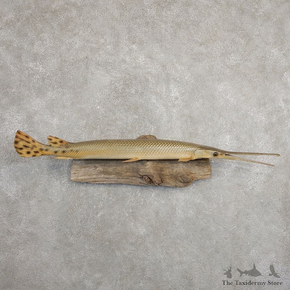 Longnose Gar Fish Mount For Sale #20900 @ The Taxidermy Store