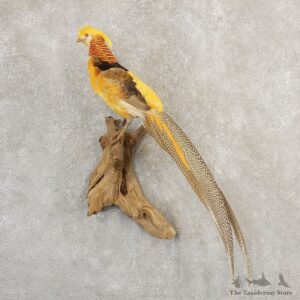 Yellow Golden Pheasant Bird Mount For Sale #20801 @ The Taxidermy Store