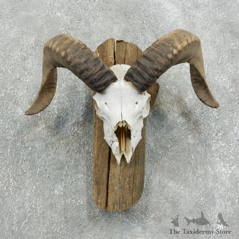 Corsican Ram Skull European Mount For Sale #18333 @ The Taxidermy Store
