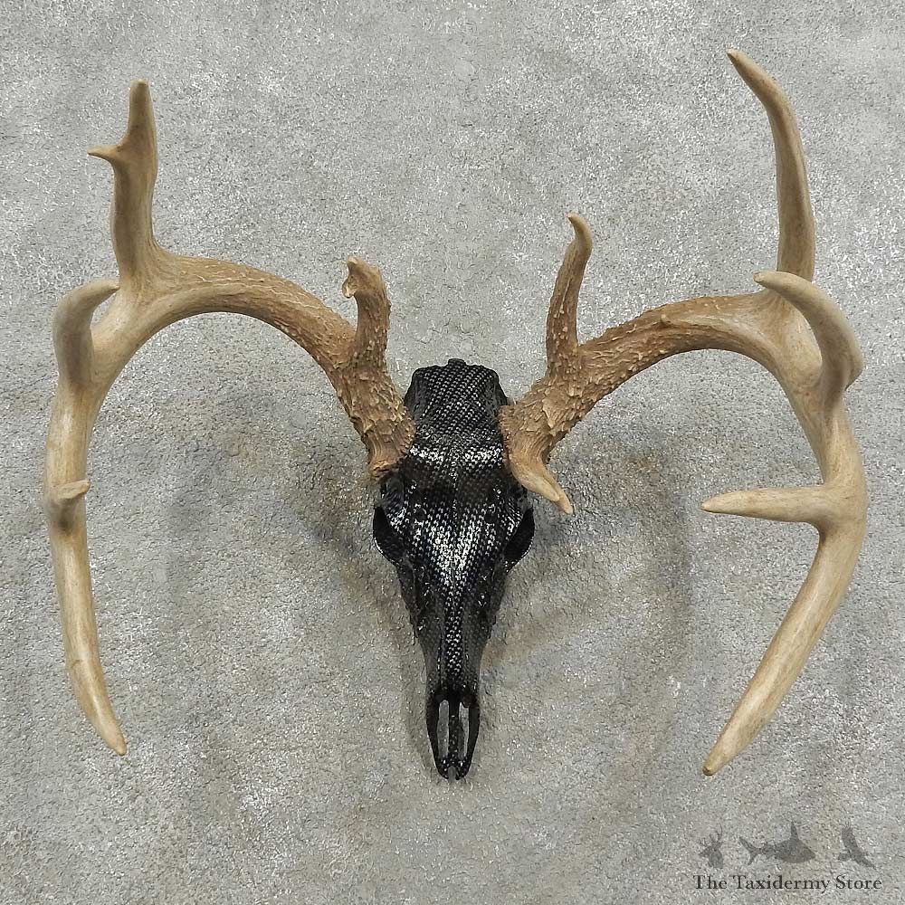 Whitetail Deer Skull European Mount For Sale #16918 @ The Taxidermy Store