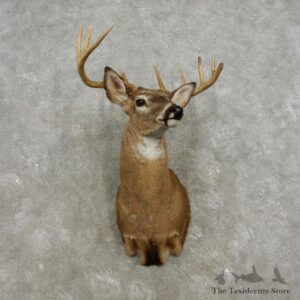 Whitetail Deer Shoulder Mount For Sale #17328 @ The Taxidermy Store