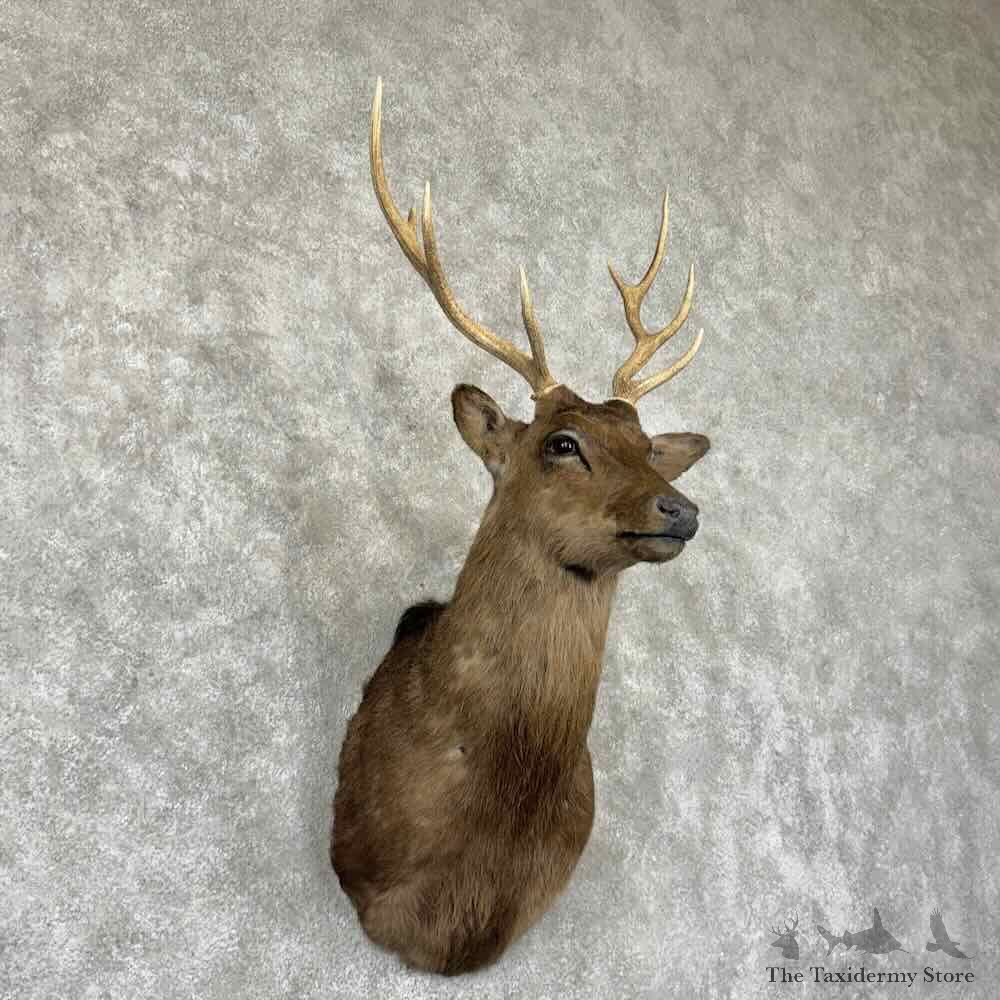 Sika Deer Shoulder Mount For Sale #31547 @ The Taxidermy Store