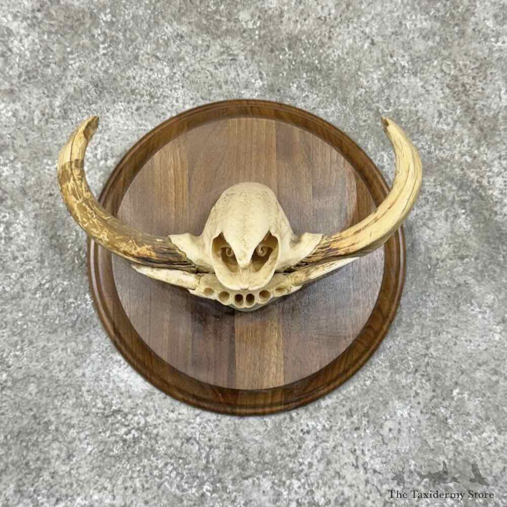 Warthog Tusk Plaque Display For Sale #30924 @ The Taxidermy Store