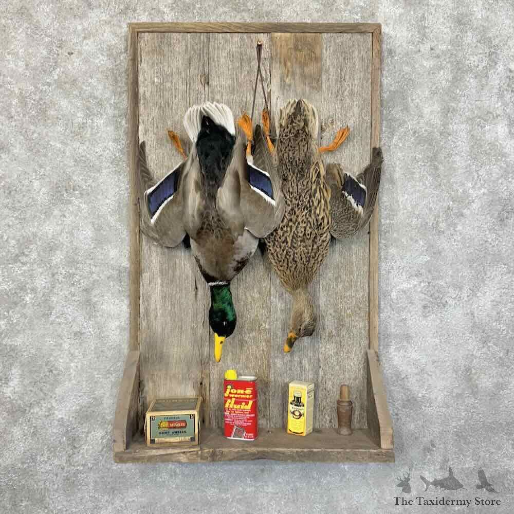 Mallard Duck Scene Mount For Sale #31196 @ The Taxidermy Store