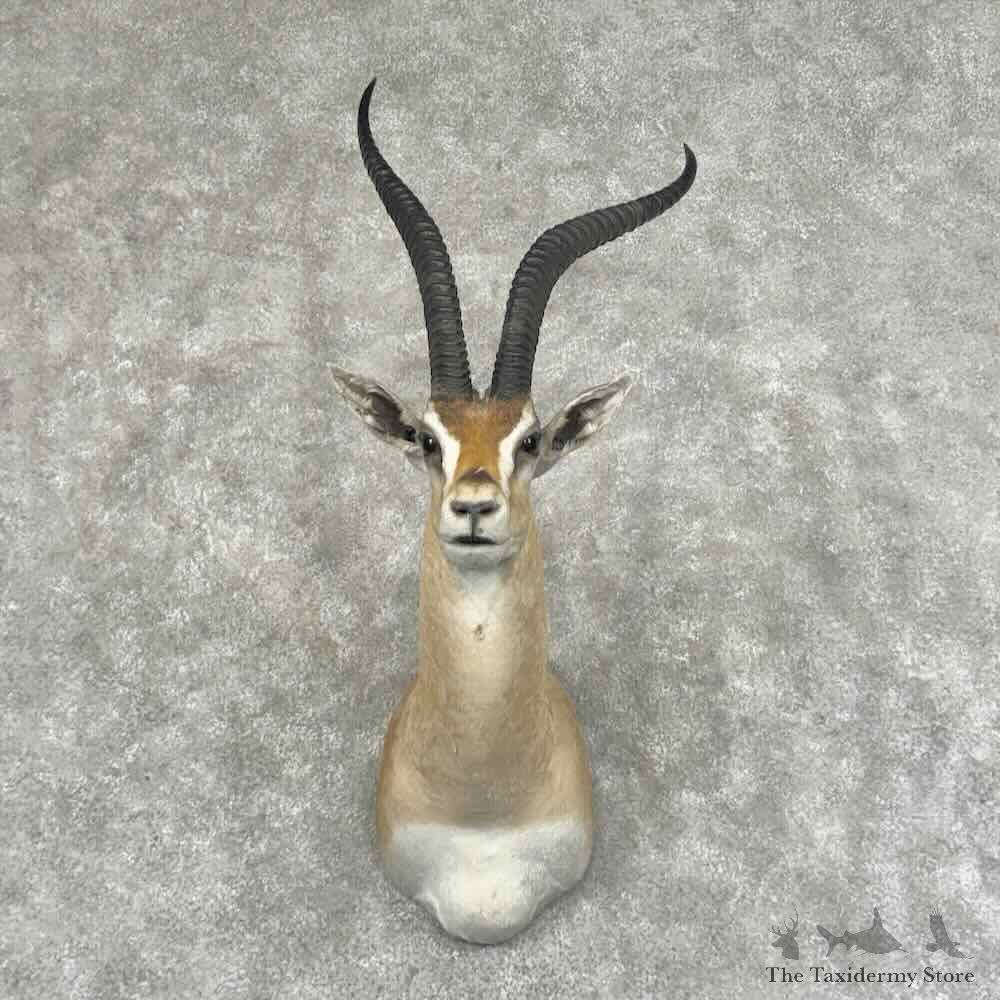African Southern Grants Gazelle Shoulder Mount For Sale #32007 @ The Taxidermy Store