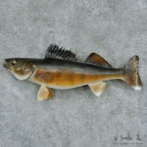 Walleye Taxidermy Fish Mount #13394 For Sale @ The Taxidermy Store
