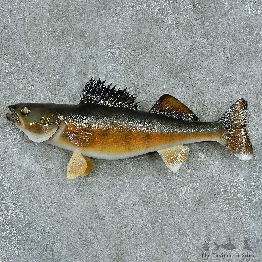 Walleye Taxidermy Fish Mount #13394 For Sale @ The Taxidermy Store