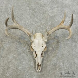 Whitetail Deer Skull European Mount For Sale #15999 @ The Taxidermy Store
